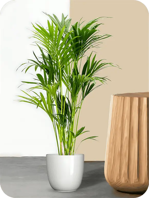 Areca-Palm