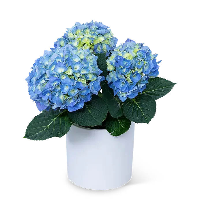 FCP-33-Blue-Hydrangea-Plant-White.png