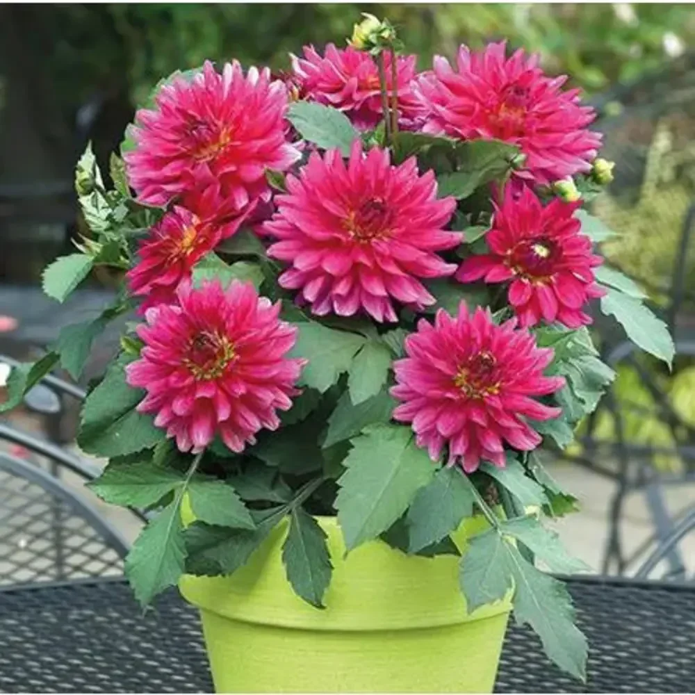 flowering-plant