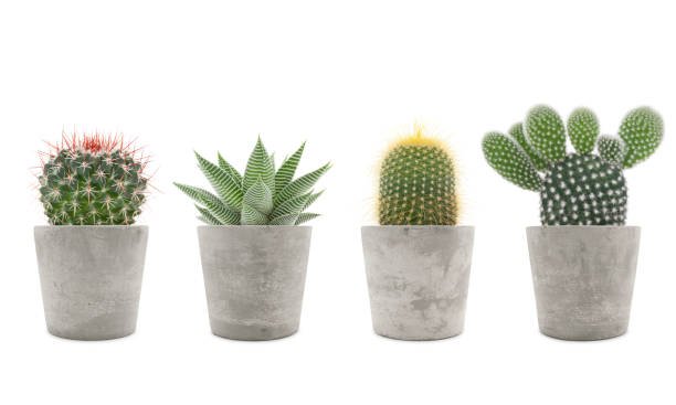 Succulent plant and cactus in cement pots isolated on white